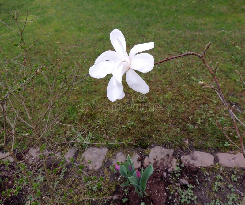 Early Flower видеозаписи
