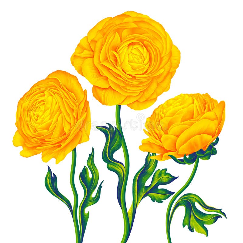 Роза тюльпан Лютик