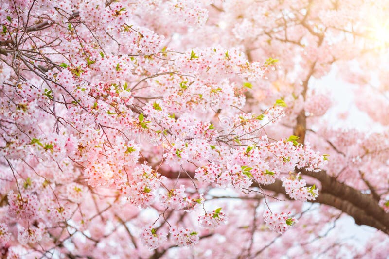 Blooming Sakura