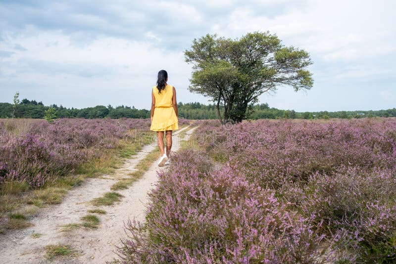 Heather fields. Gorse Gaspeldoorn at Veluwe Heaths the Netherlands. На дальнем поле звонко переговариваясь