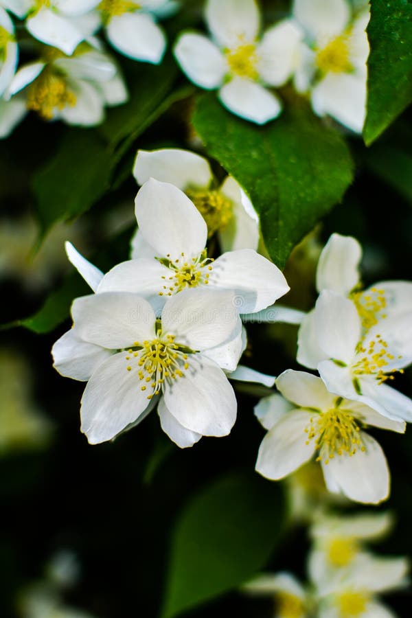 цветы жасмина фон красивая природа фотографии цветы Стоковое Изображение -  изображение насчитывающей лепесток, зеленый: 223055701
