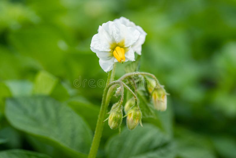 Month horse flower potato book. Как цветет картофель. Белые цветки картофеля. Картофель цветок растение. Цветок картофеля фото.