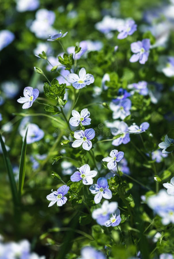 Вероника filiformis
