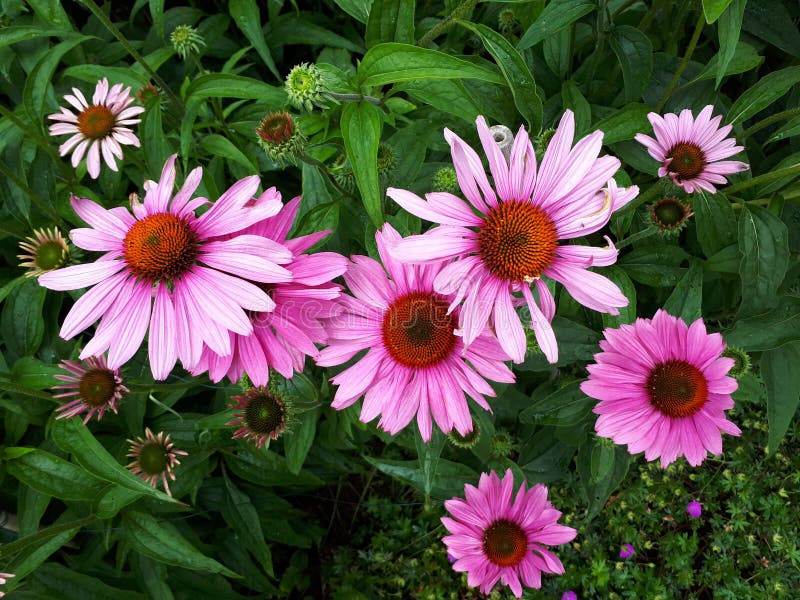 Echinacea purpurea Magnus