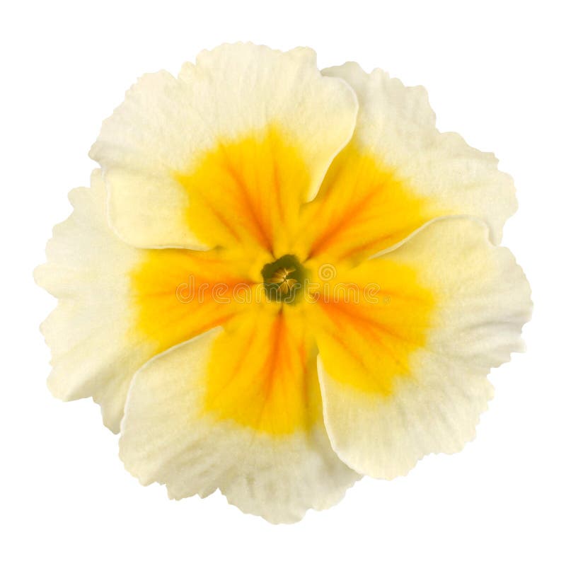 Primrose Yellow С†РІРµС‚