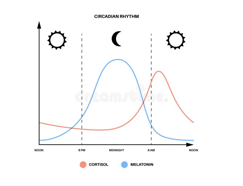 Circadian Rhythm иконка. Мелатонин кортизол цвет. Cyclic vectors. Цикл пробуждение