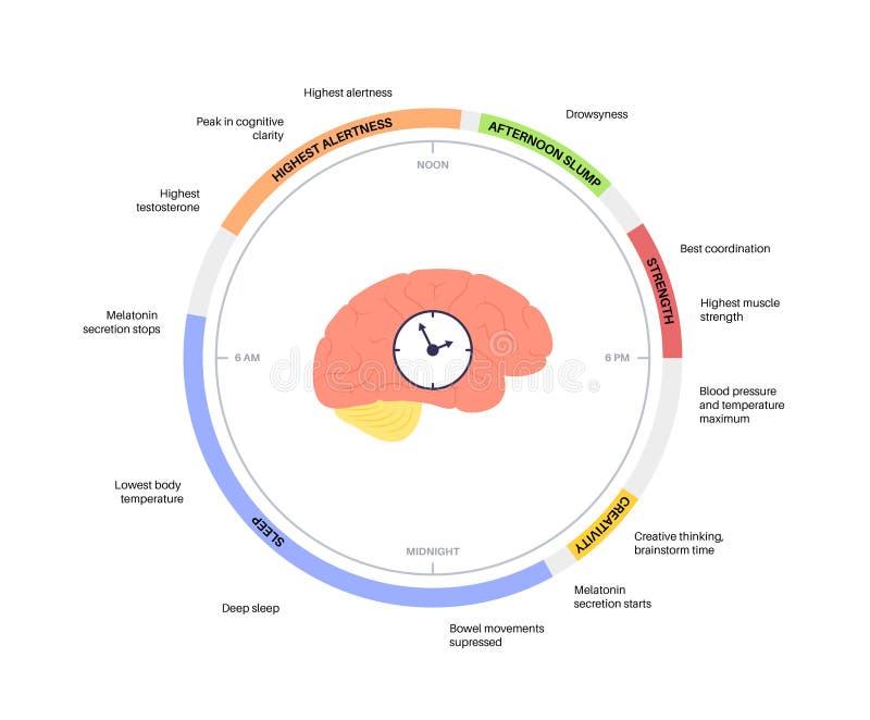 Circadian Rhythm иконка. Цикл пробуждение