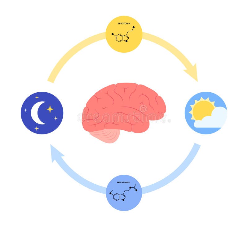 Гормоны иконка. Melatonin Hormone Illustrator. Cycle of Healthcare. Цикл пробуждение