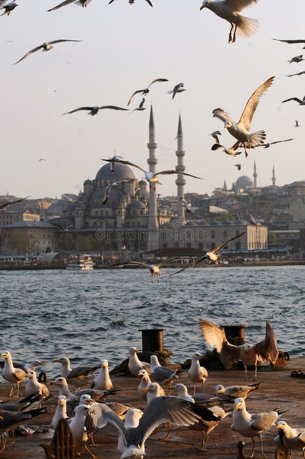 чайки istanbul стоковое изображение. изображение насчитывающей группа - 23725571