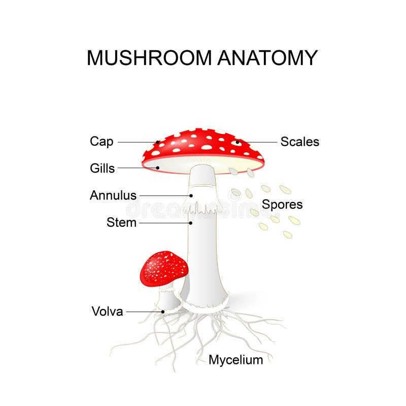 Мухомор в биологическом круговороте. Мухомор красный строение гриба. Строение гриба мухомора. Схема строения гриба мухомор. Мухомор красный строение.
