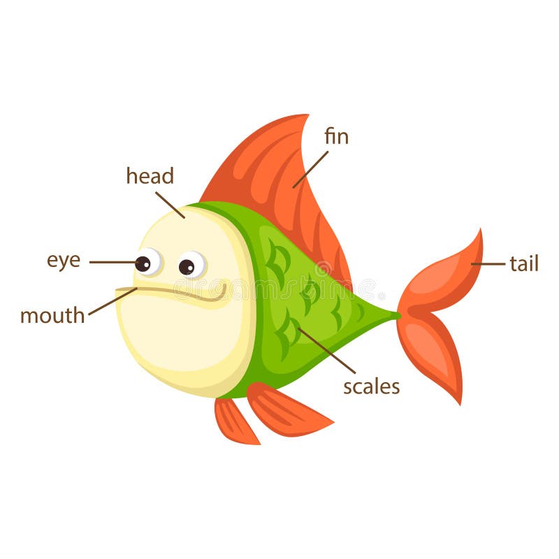 Про рыбу на английском. Части тела рыбы. Строение рыбки для детей. Рыба части тела для детей. Части тела рыбы по частям.