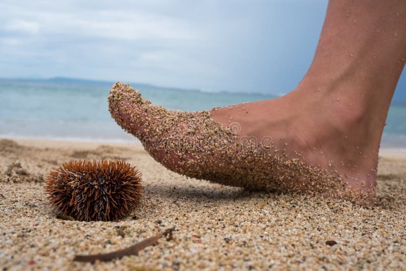 морские ежи и устрицы. морские ежи иглы. иглы морского ежа. морской еж ноги. морские ноги.