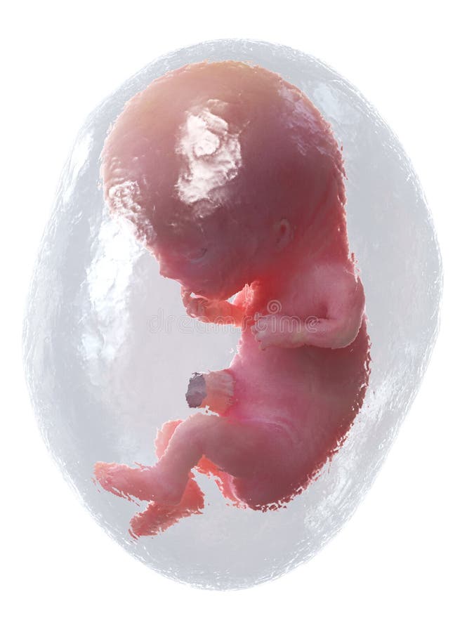 Крови 14 недель. Эмбрион на 12 неделе беременности выкидыш. Человеческий зародыш выкидыш. Человеческий эмбрион аборт.