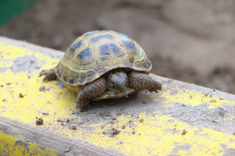 Черепаха ползет в 6 раз медленнее чем. Черепаха на бетоне проползла. Черепашка ползет в Мороз. Видео как ползает черепаха. С какой скоростью ползает черепаха.