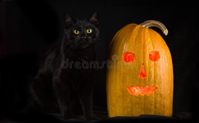 Фото Черной Кошки С Желтыми Фото Черной Кошки С Желтыми