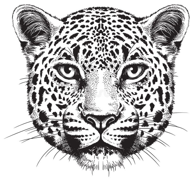 леопард Стоковых иллюстраций и клипартов – (89,499 Стоковых иллюстраций)