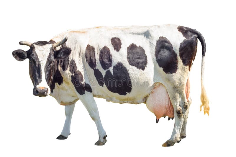 Фото корова для детей на белом фоне