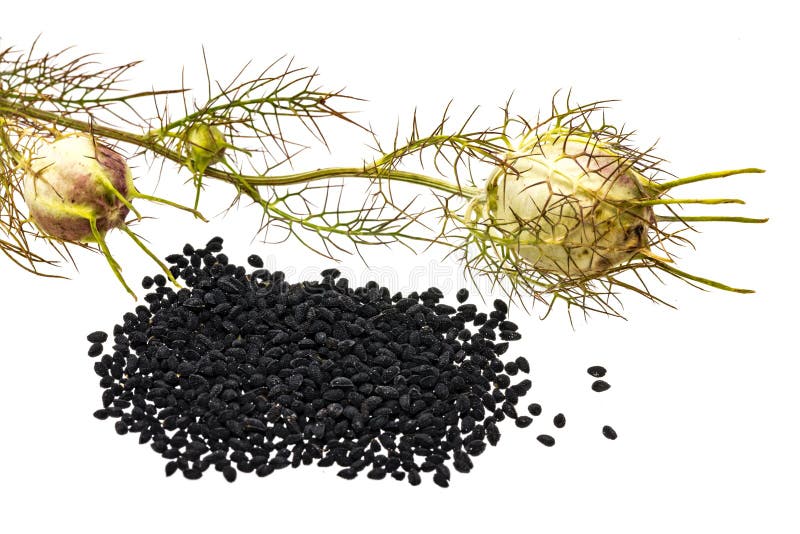 Nigella Sativa vector