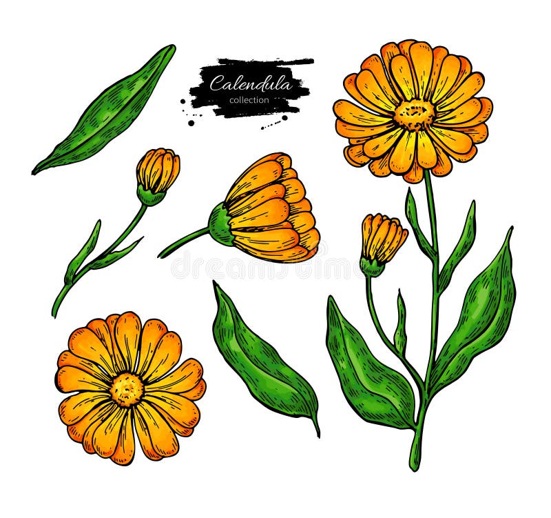 Ботанический рисунок Calendula officinalis