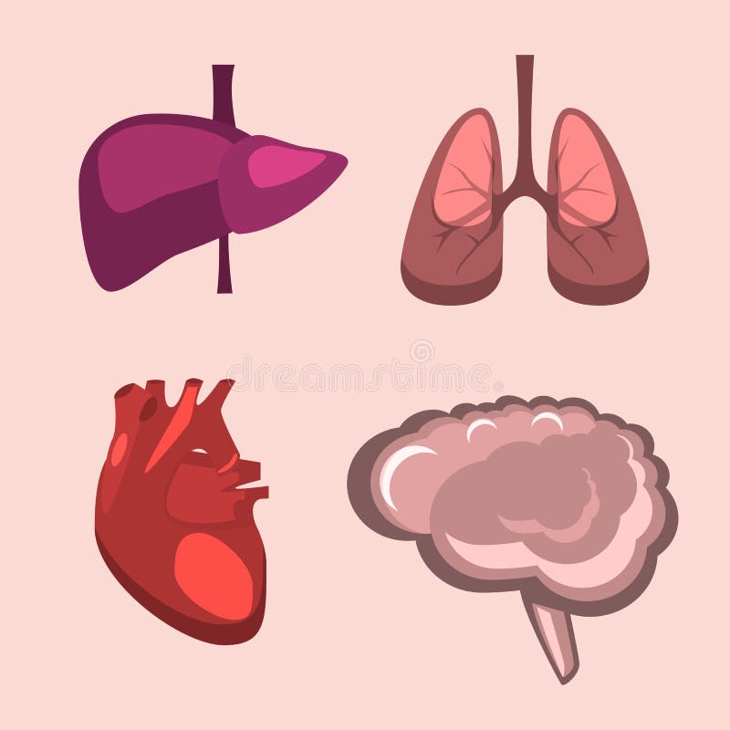 Головной мозг печень кровь. Сердце легкие вектор. Фото сердца печени и мозга. Анатомия легкие арт иконка для игры.