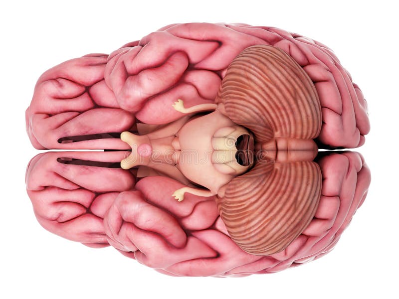 Что находится внутри мозгов Brain Creativity Стоковых иллюстраций и клипартов - (461,820 Стоковых иллюстраци