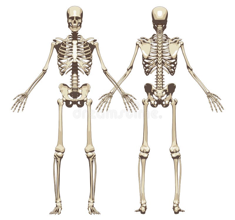 Скелет человека спереди. Скелет вид спереди. Скелет участвует в минеральном обмене