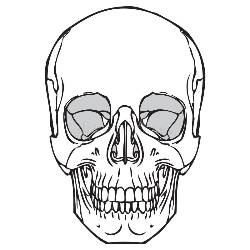 Череп схематично рисунок. Череп схематично. Сломанный череп схематично. Череп 5 лет