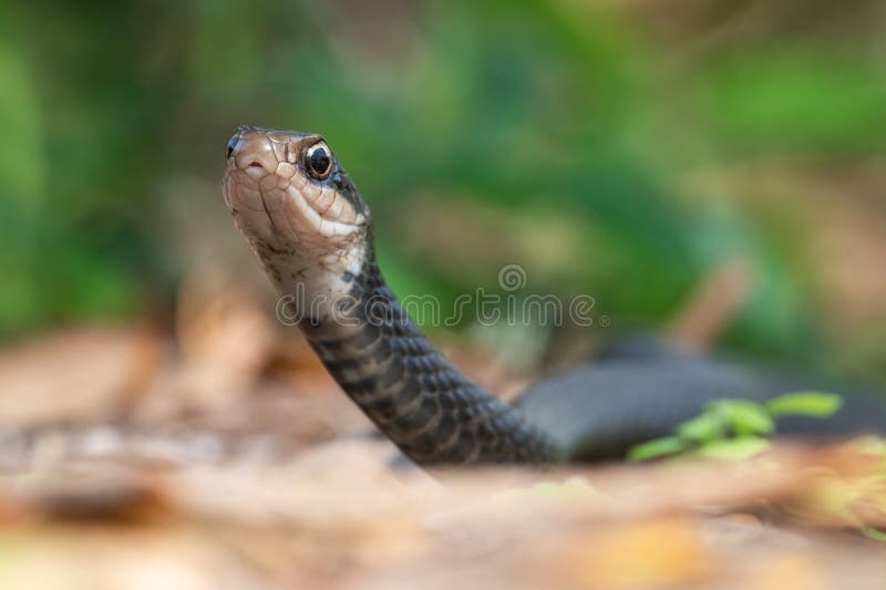 Чёрная змея на юге в зимнем парке Флорида Стоковое Фото - изображение  насчитывающей природа, гонщик: 270576760