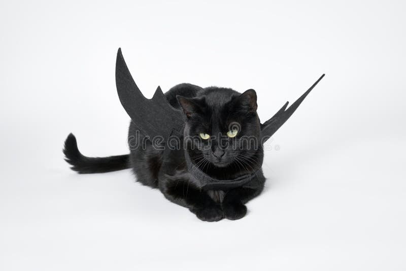 чёрный кот использует крылья летучих мышей на Хэллоуине Стоковое Фото -  изображение насчитывающей любимчик, шерсть: 258804208