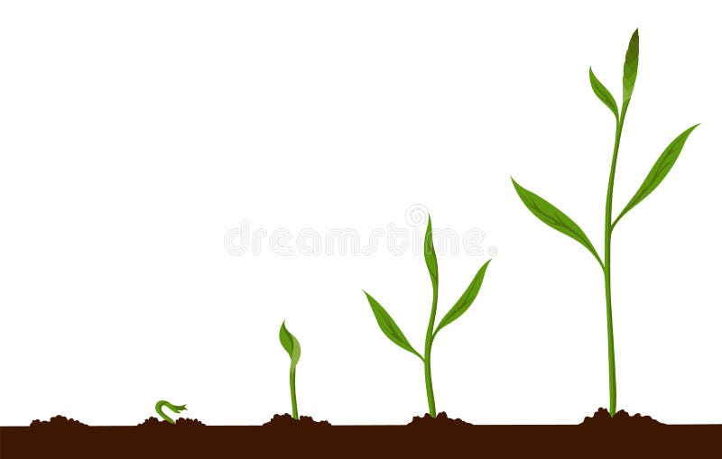 Процесс роста тюльпана. Процесс роста ноготков на белом фоне. Sprouts in the ground Sketch.