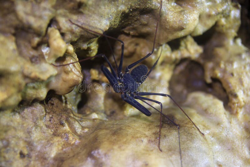 шарон грейи или гигантский паук-плетень - пещерная биота Стоковое  Изображение - изображение насчитывающей насекомое, морск: 228218883