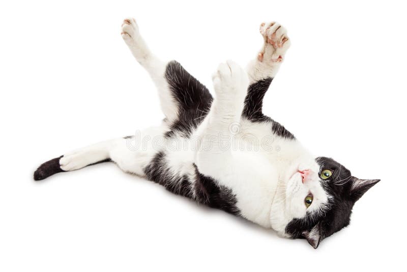 Кошка лежит на спине. Коты лежа на спине. Кот лежит на спине лапами вверх. Котенок лежит на спине с вытянутыми лапками