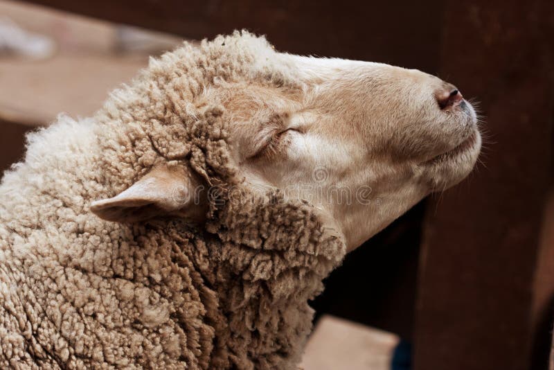 Овца шерсть 35 кг. Овцы в медицинских шапочках. Овца в квартире.