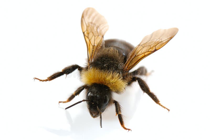 Шмель на белом фоне картинки