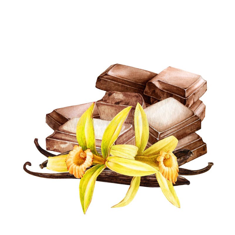 шоколадный кусочек с ванильным цветком. иллюстрация цвета воды. сладкий  какао-продукт с ванильным экстрактом. рука Иллюстрация штока - иллюстрации  насчитывающей засорением, вкусно: 229323811