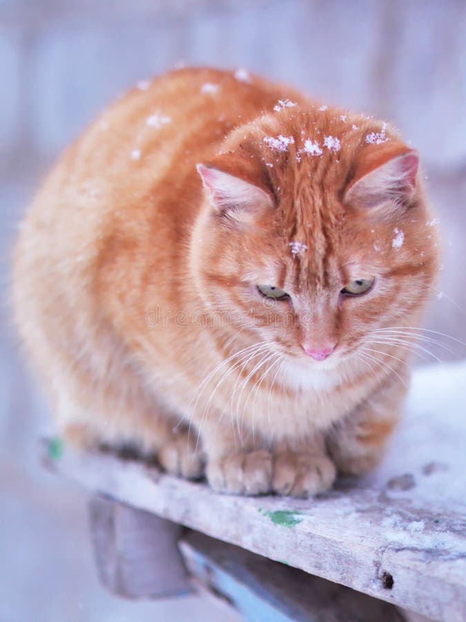 Шубе кошка на снежный морозный зимний день Стоковое Изображение -  изображение насчитывающей любознательно, заморозок: 212558967
