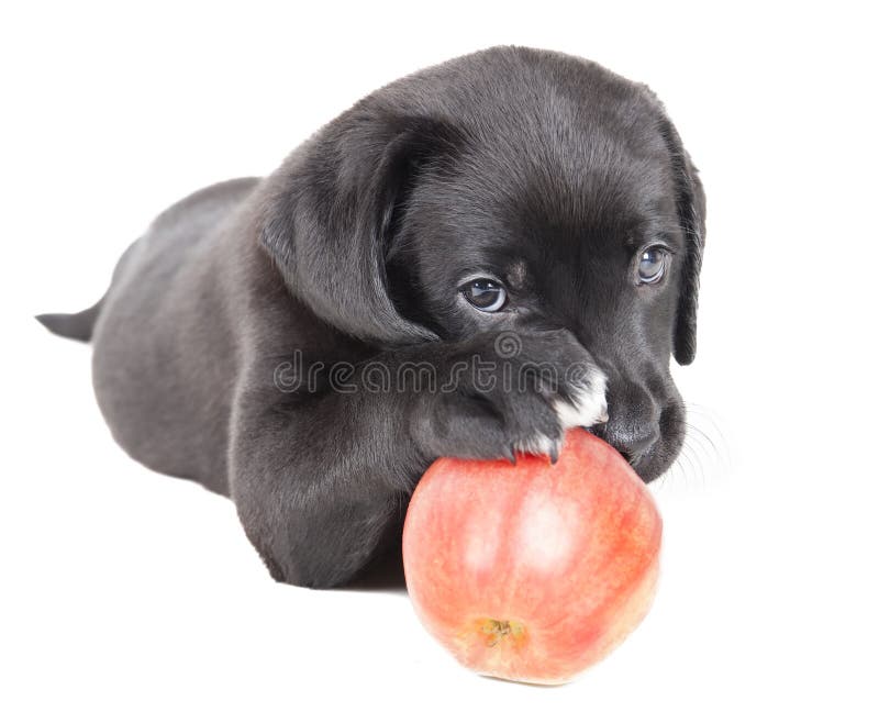 Можно щенка яблоко