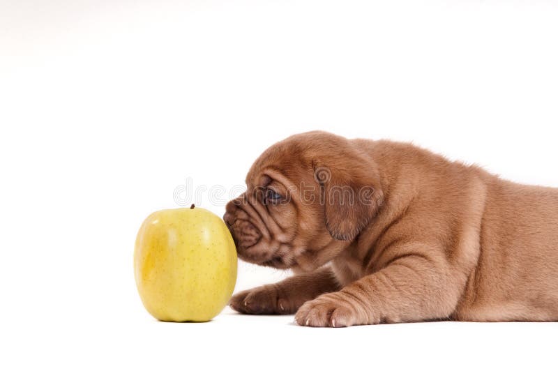 Можно щенка яблоко. Бордосский дог. Собака ест яблоко. Бордоский дог и немецкий боксер.