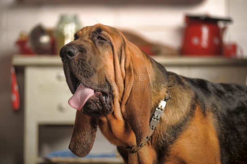 Щенок Bloodhound стоковое изображение. изображение насчитывающей укусы -  35324581