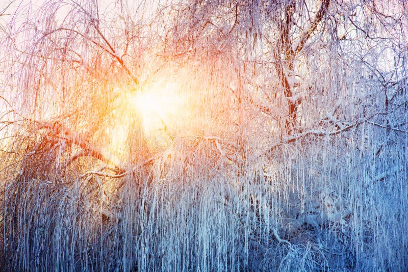 Щели Солнця через вербу зимы стоковые фото.