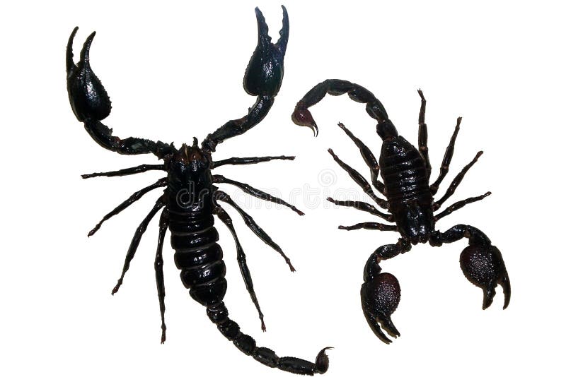 8 пауков и жуков. Журнал насекомые Скорпион.