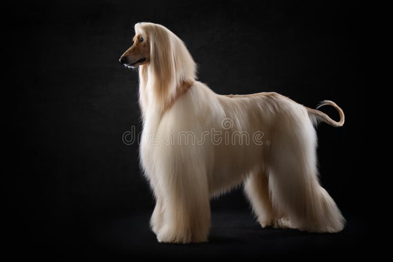 элегантная собака с длинными волосами. отличная уборка. афганский фунт  Стоковое Фото - изображение насчитывающей послушливо, собачий: 224829954