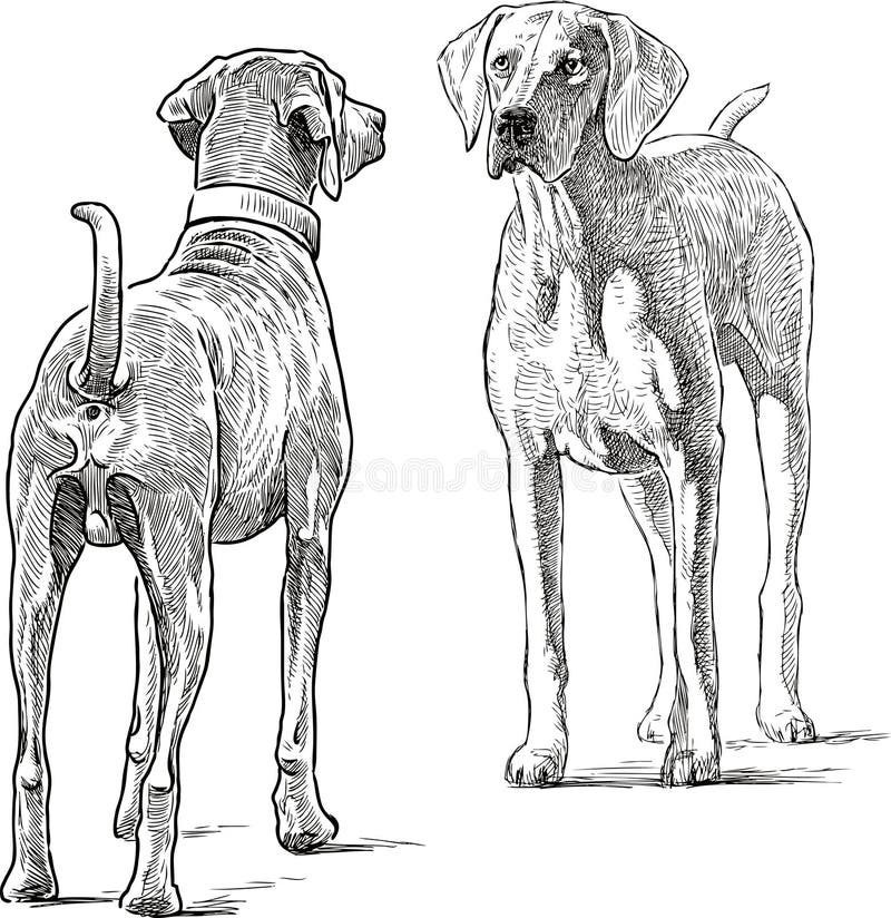 Эскизы охотничьей собаки родословной Иллюстрация вектора - иллюстрации  насчитывающей эскиз, иллюстрация: 149625973