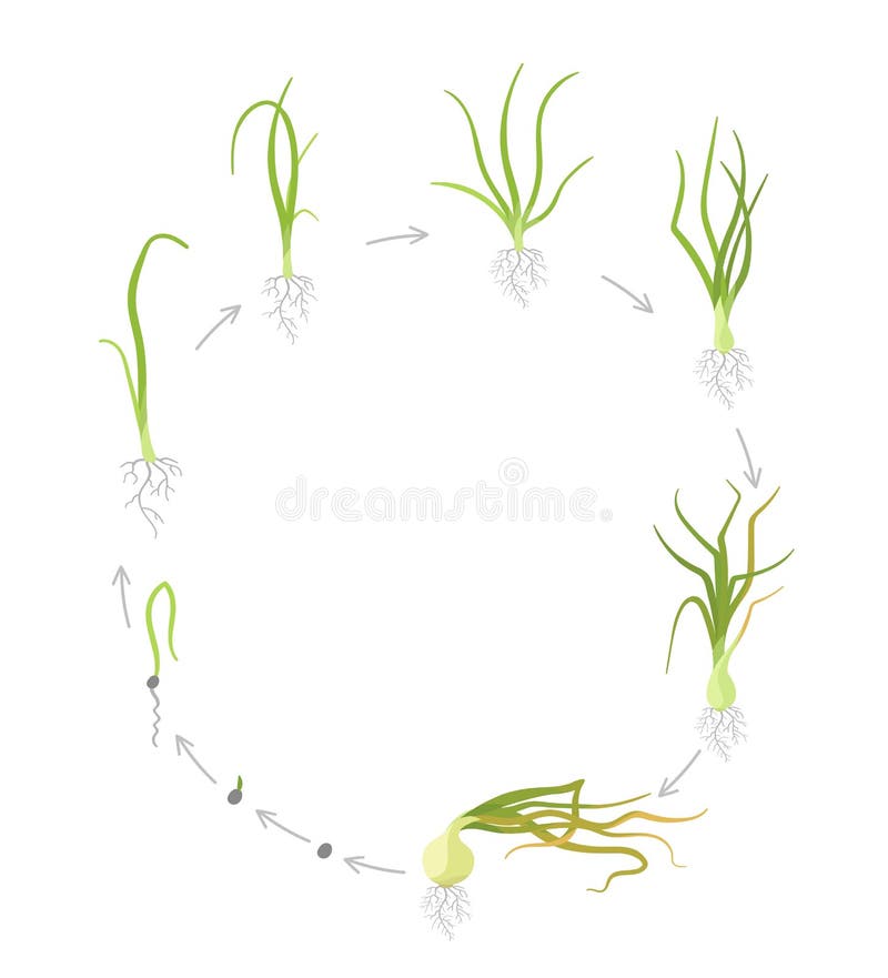 Onion growing 2d Art vector.