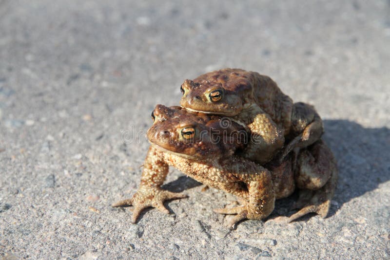Лягушки друг на друге почему. Жабы друг на друге. Жаба лежит на спине. Жаба сидит на жабе. Жаба со спины.