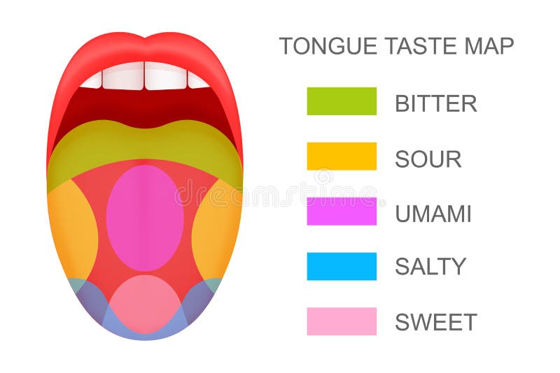 Рот 5 см. Вкусовые зоны языка. Вкус умами на языке. Вкусовые зоны языка умами. Вкусовые зоны языка рисунок.