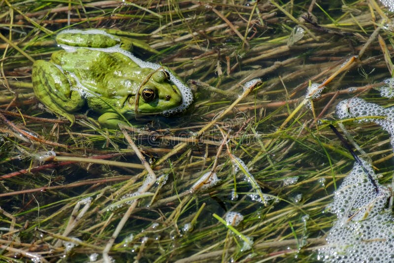 На чем сидит лягушка в болоте. Ярко зеленая лягушка. Зеленая водоросль на который сидит лягушка. Цветы болотные зеленые с лягу. Лягушки на болоте из природного материала.