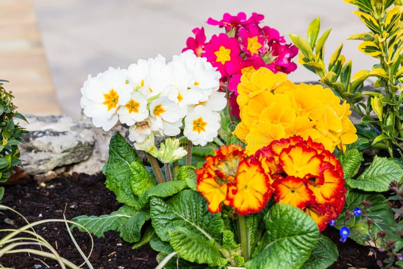 Primrose Yellow С†РІРµС‚