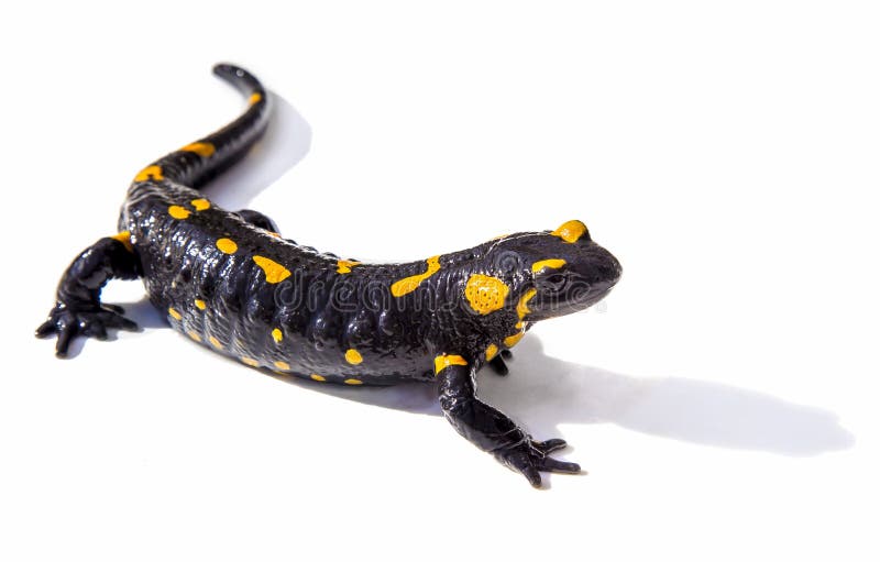 Черно желтая ящерица. Саламандра — Огненная ящерица. Саламандра на черном фоне. Саламандра на белом фоне. Саламандра желтая.