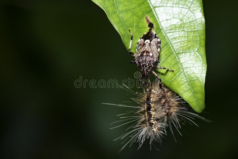 407 Legs Assassin Photos Free Royalty Free Stock Photos From Dreamstime 407 Legs Assassin Photos Free Royalty Free Stock Photos From Dreamstime